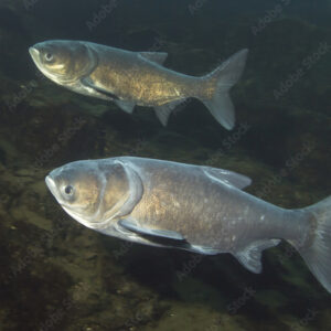 Carpa Cabeçuda