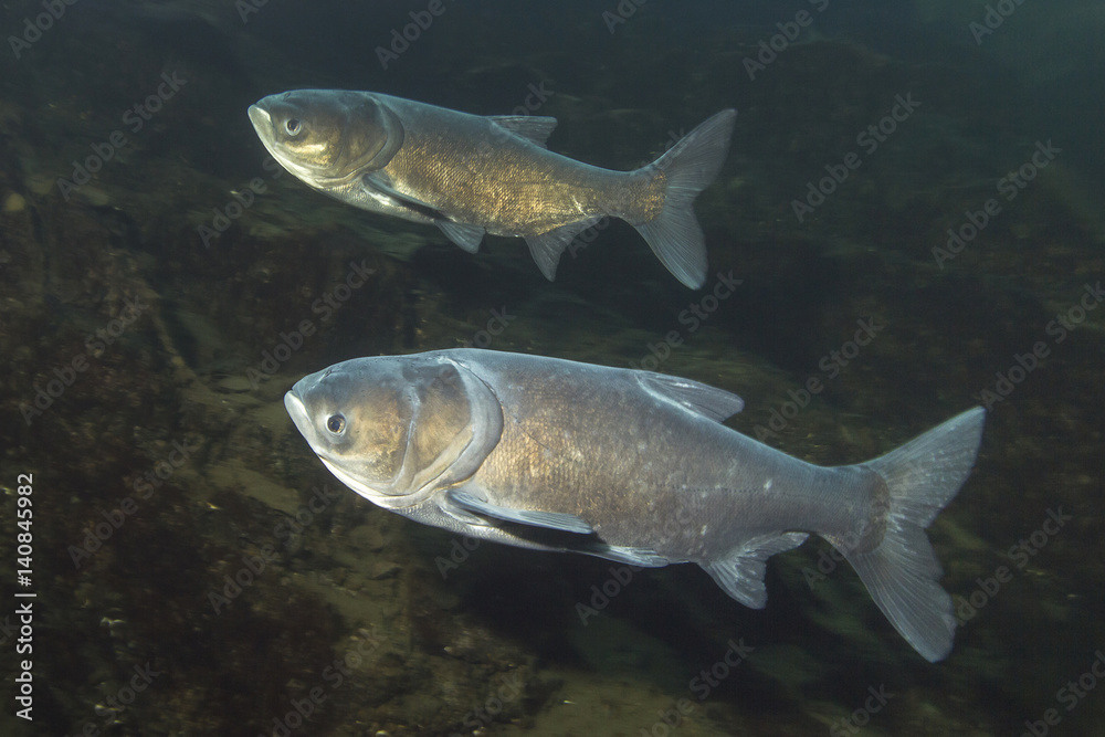 Carpa Cabeçuda