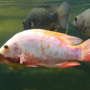 Tilapia Vermelha - Saint Peter