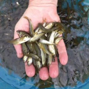 Carpa Capim