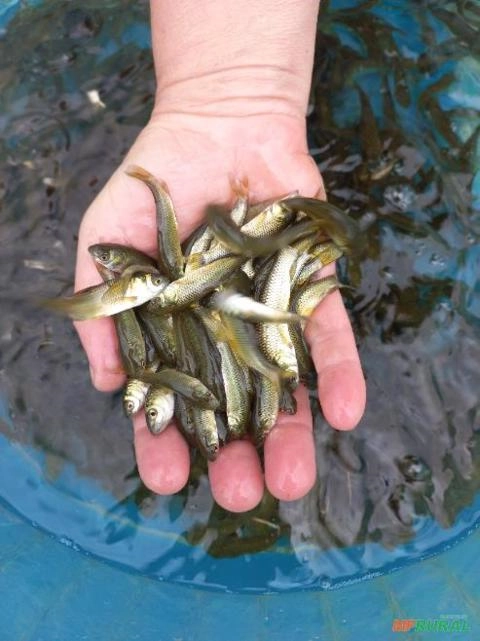 Carpa Capim - Imagem 2
