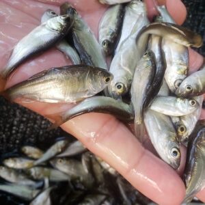 Carpa Cabeçuda