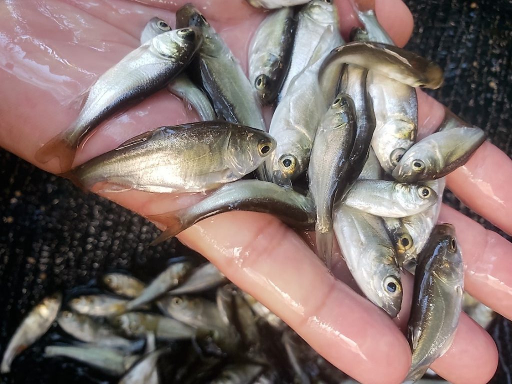 Carpa Cabeçuda - Imagem 2