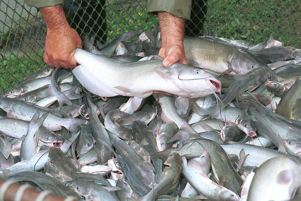 Catfish Americano - Imagem 2