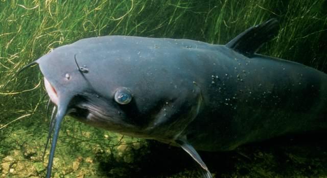 Catfish Americano - Imagem 3