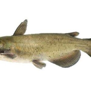 Catfish Americano