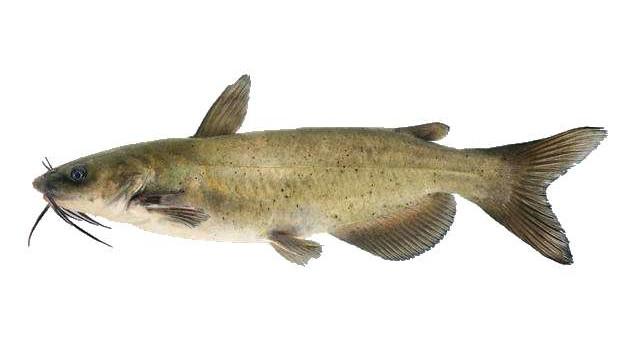 Catfish Americano