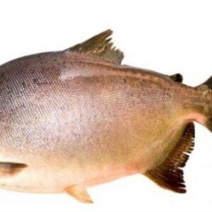Pacu