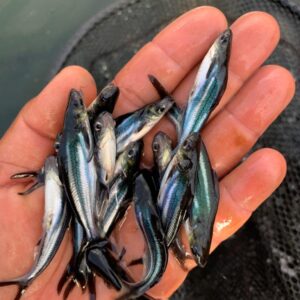 Panga - Pangasius