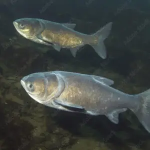 Carpa Cabeçuda