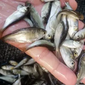 Carpa Cabeçuda
