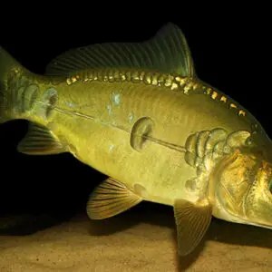 Carpa Húngara