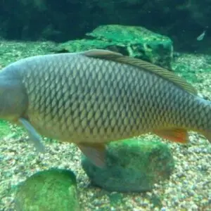 Carpa Húngara