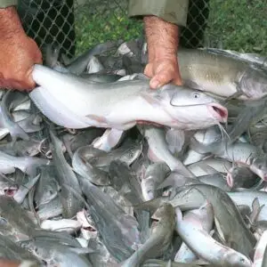Catfish Americano