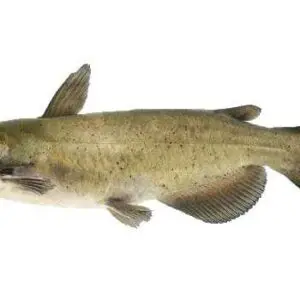 Catfish Americano