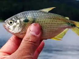 Lambari Tambiú