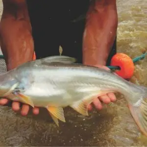 Panga - Pangasius